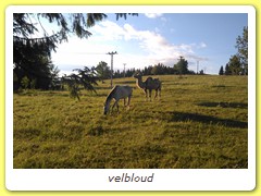 velbloud